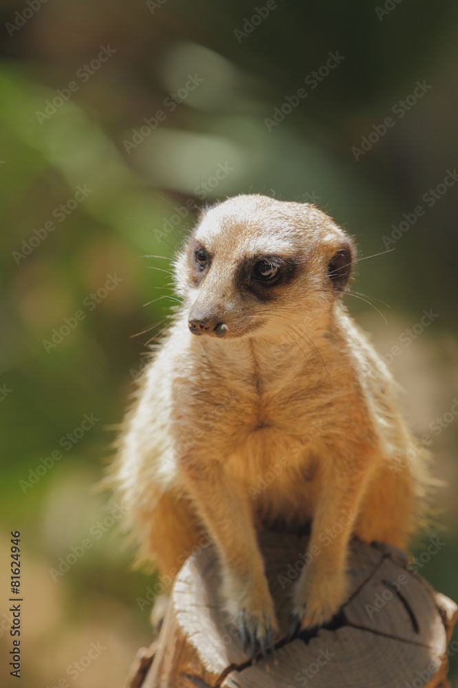 Obraz premium Meerkat