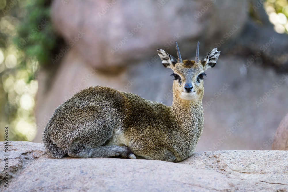 Obraz premium Klipspringer - Oreotragus oreotragus)