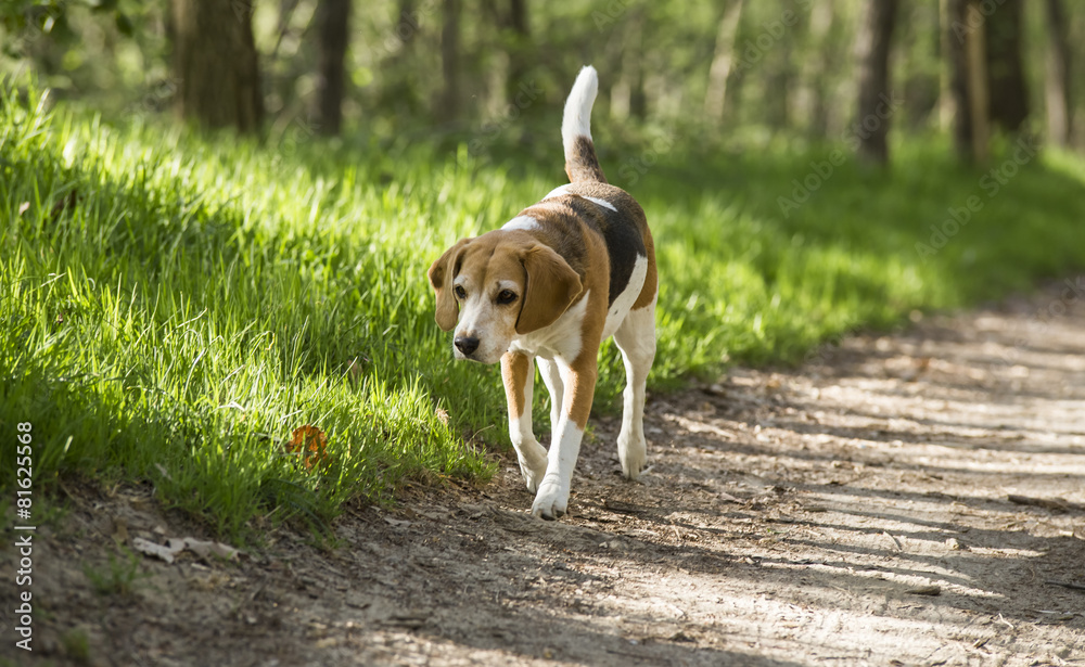 beagle running smile in the grass beagle running smile in the grass