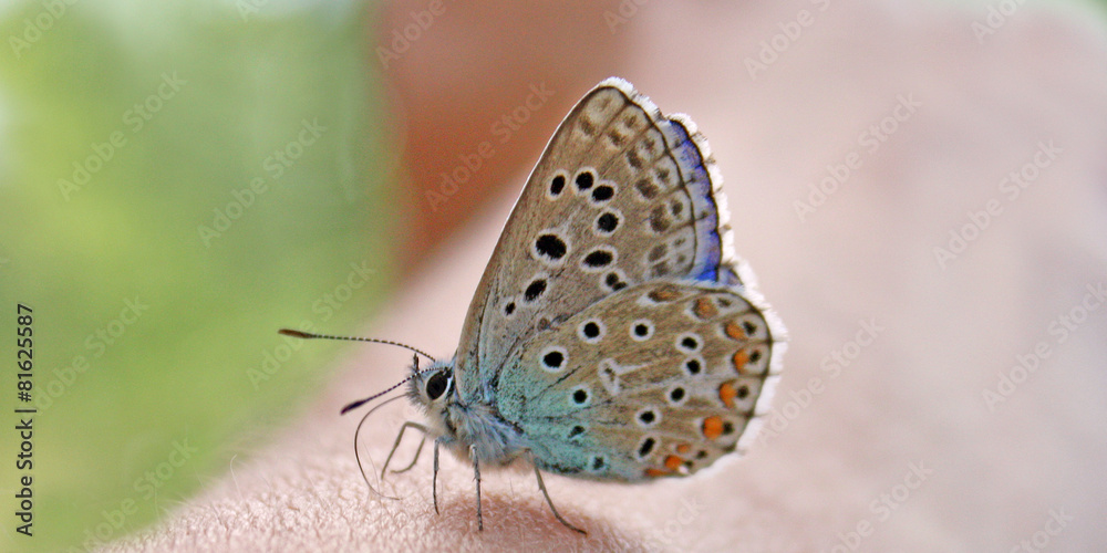 Obraz premium Mini papillon