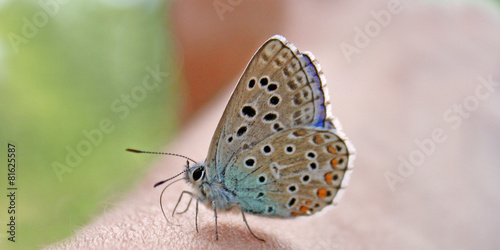 Mini papillon © helenedevun