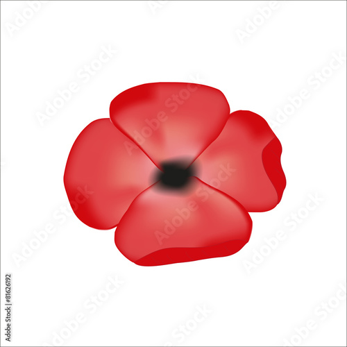 Fototapeta Naklejka Na Ścianę i Meble -  poppy flower