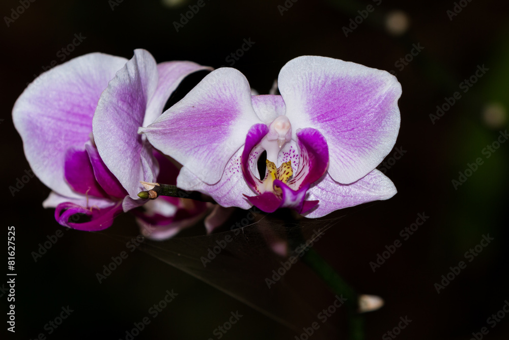Orchid - Orchidaceae Orchid - Orchidaceae