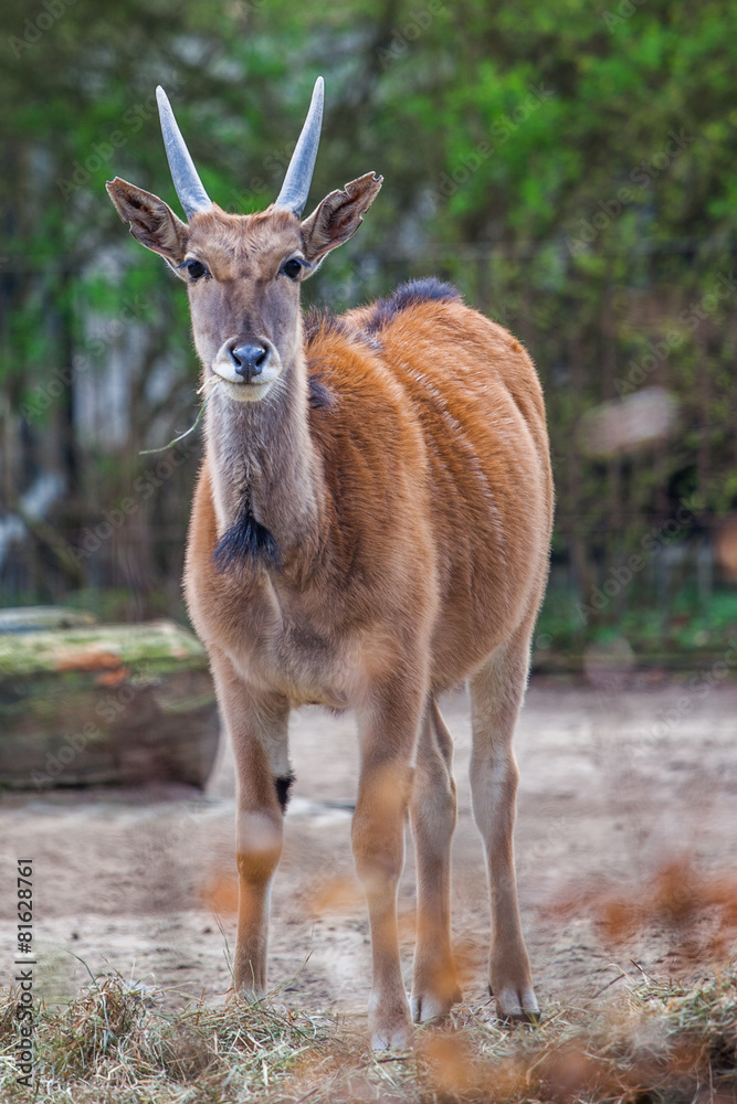 Fototapeta premium yak
