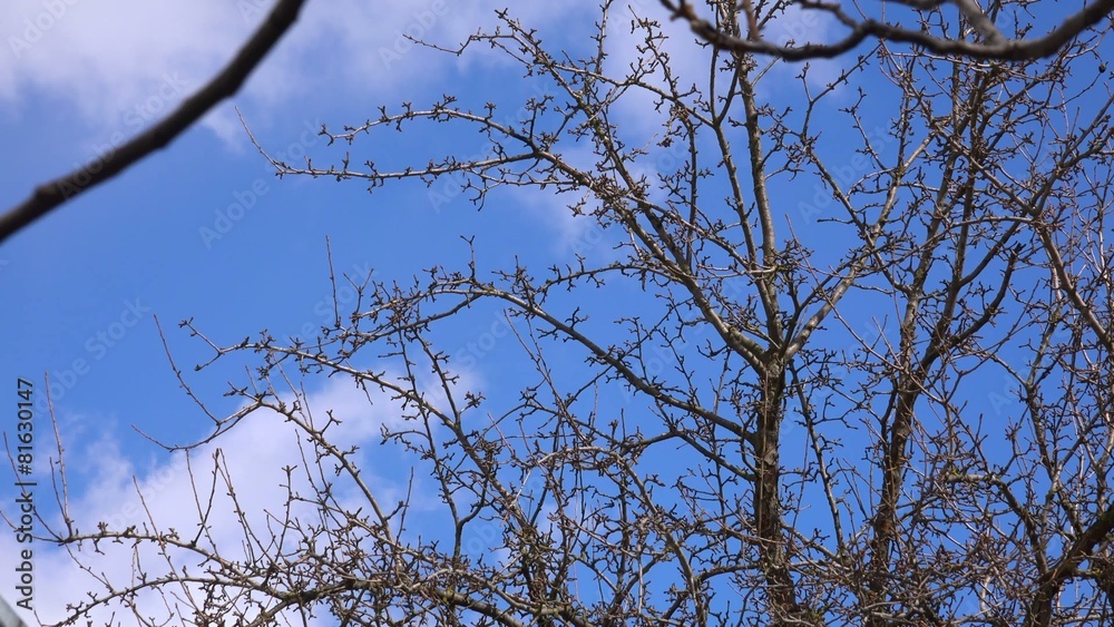 Time lapse of soft clouds through branches Time lapse of soft clouds through branches