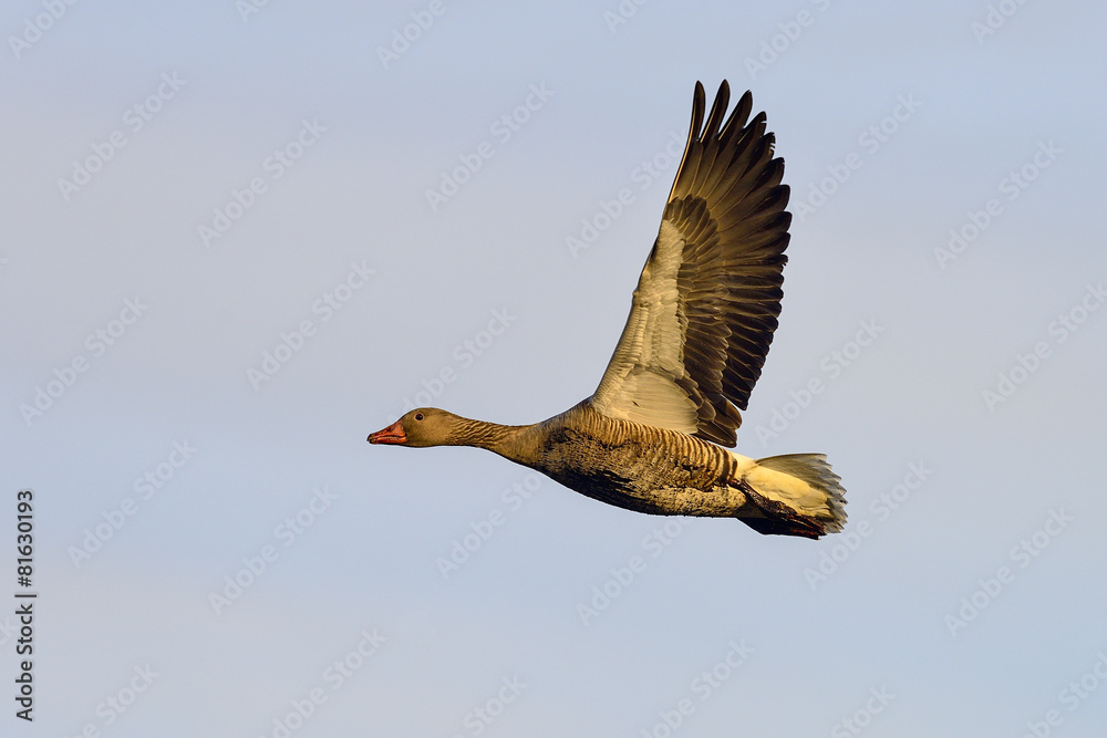 Obraz premium greylag goose
