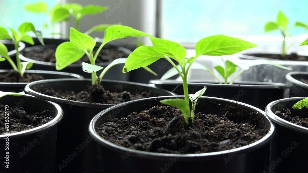 Paprika, Pepper Plants in Pots on Window. Panoraming Paprika, Pepper Plants in Pots on Window. Panoraming