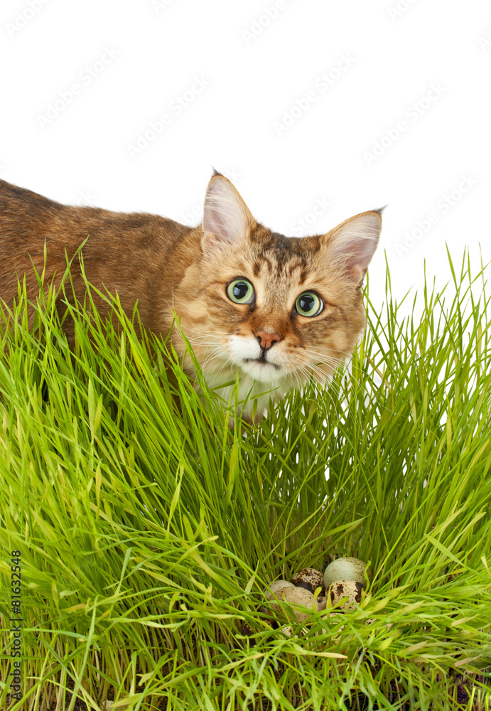 cat to hunt in the grass