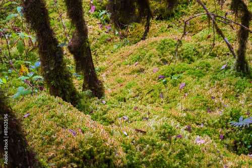 Sphagnum moss photo