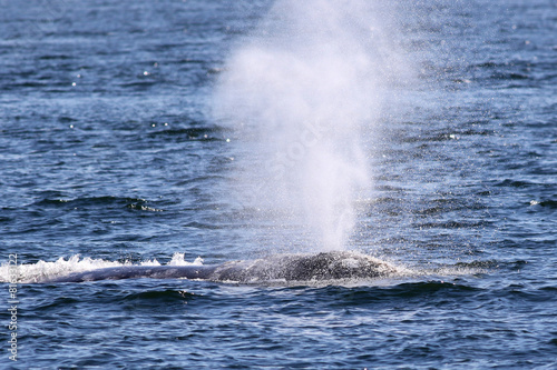 Gray Whale Spout Closeup