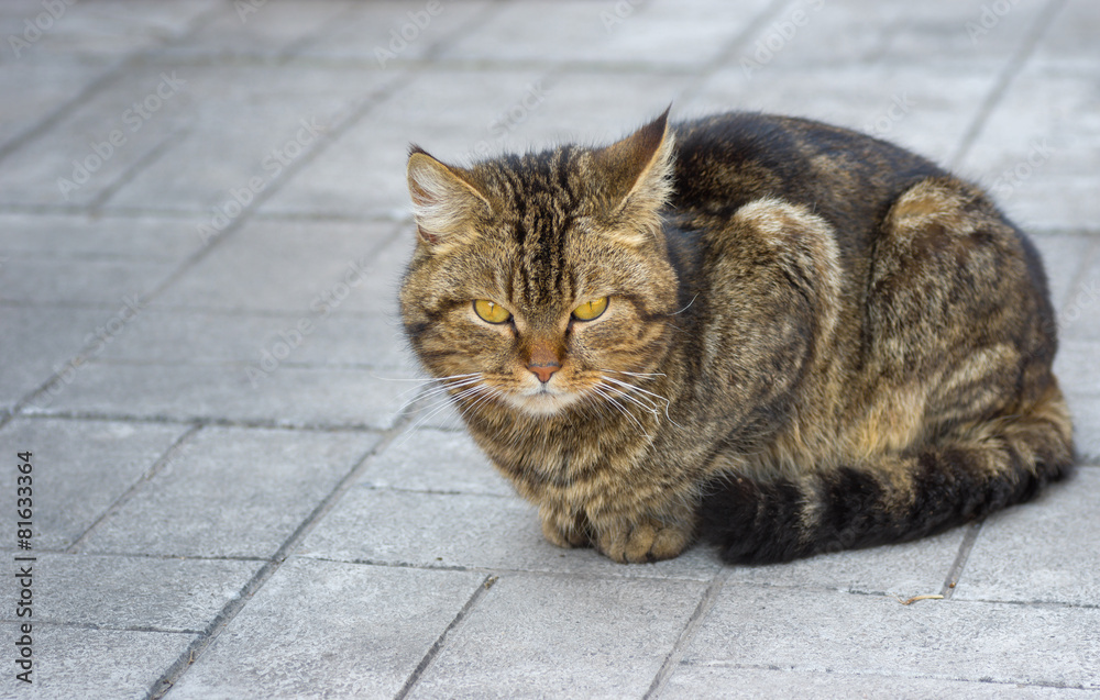 Portrait of city cat sitting on a pavement