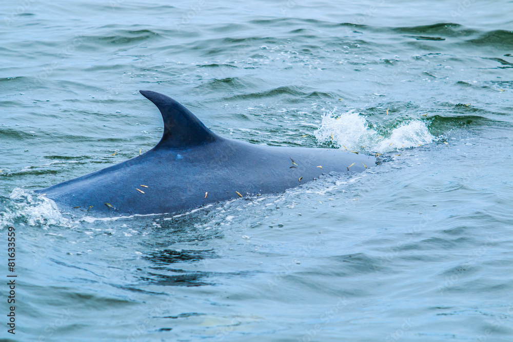 Fototapeta premium Balaenoptera brydei whale in the Gulf of Thailand