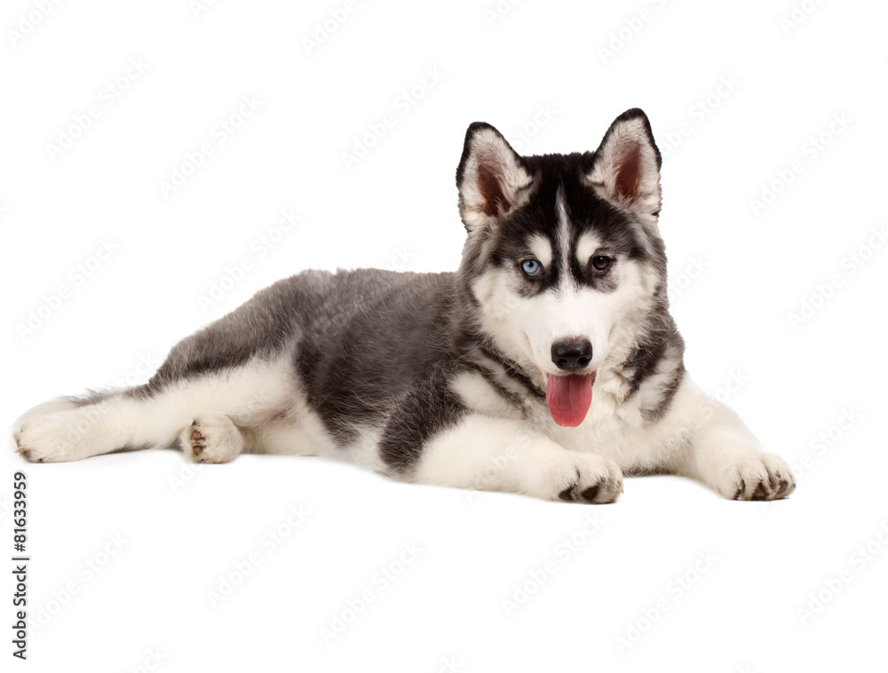 Siberian Husky Puppy on White