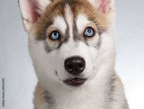 Closeup Siberian Husky Puppy on White