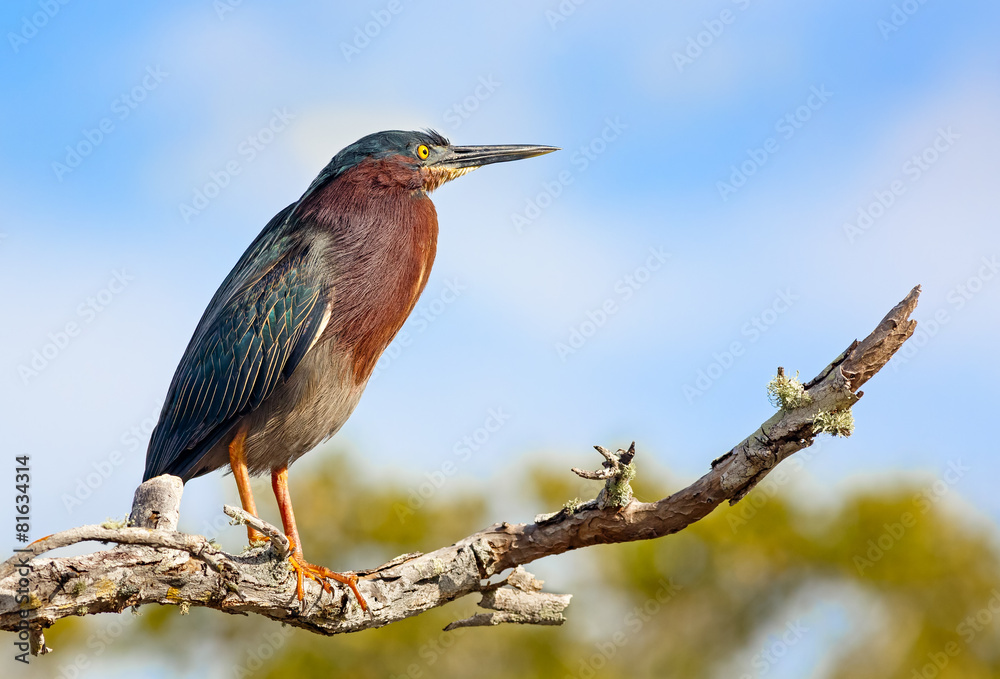 Obraz premium Green Heron Profile