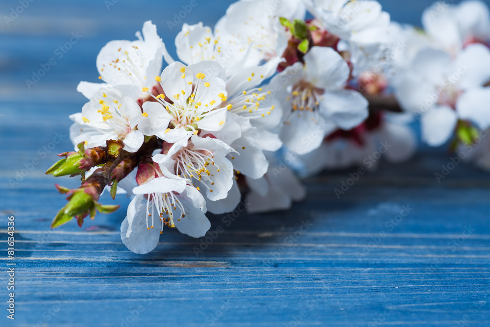 Spring blossom flowers apricot on blue wooden background Spring blossom flowers apricot on blue wooden background