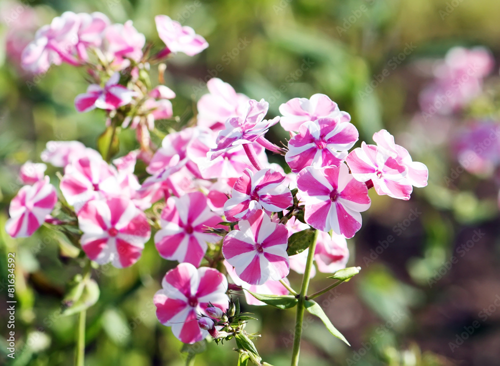 Pink and white phloxes