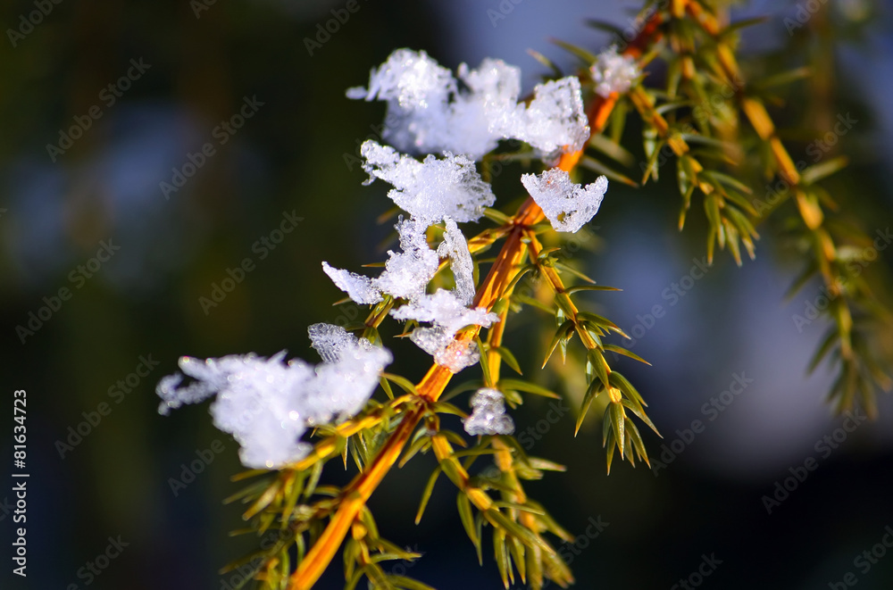 Fototapeta Śnieg na gałęzi drzewa