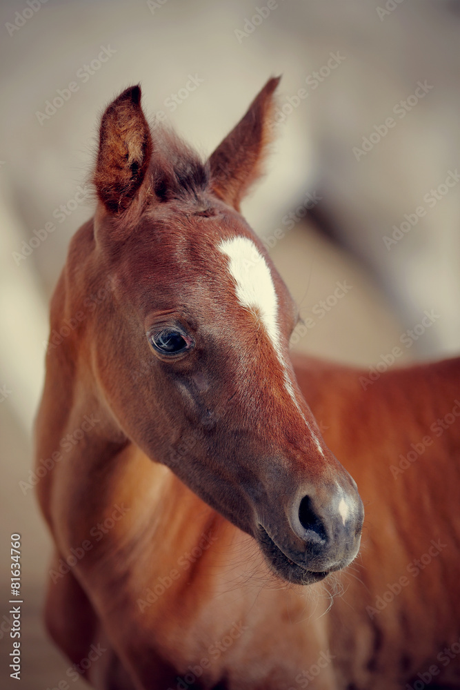 Obraz premium Portrait of a foal of a sports horse.