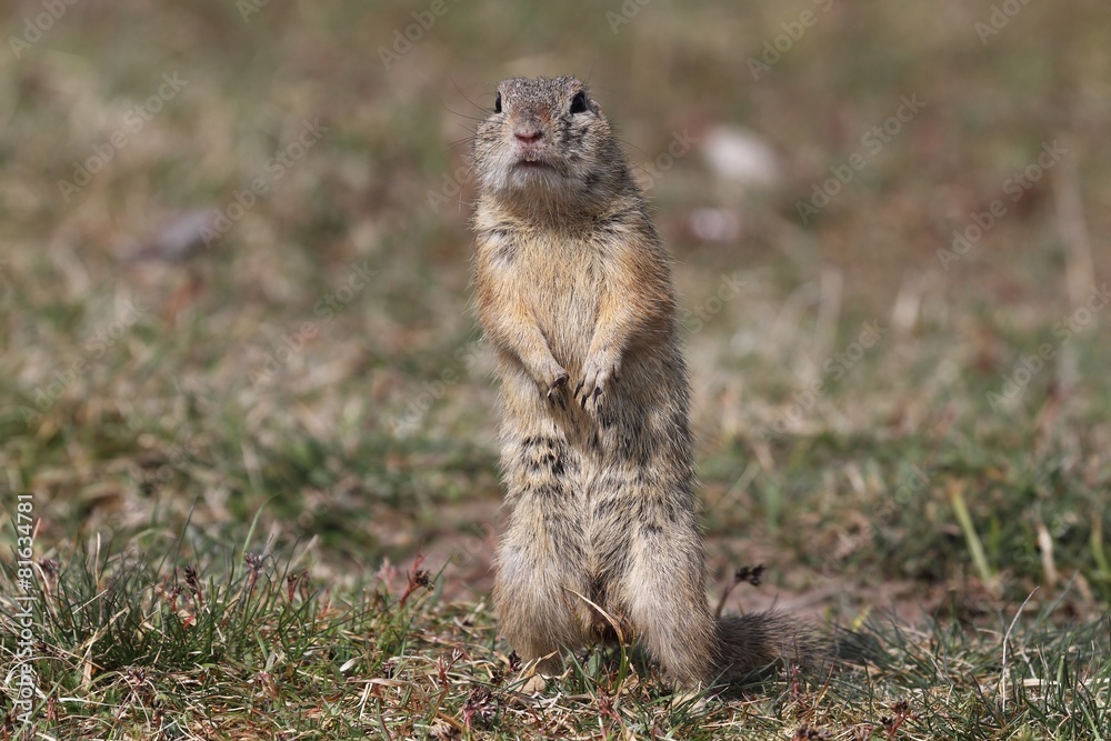 European ground squirrel (Spermophilus citellus) in the grass European ground squirrel (Spermophilus citellus) in the grass