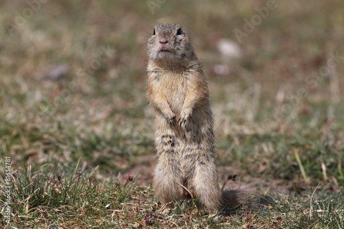 European ground squirrel (Spermophilus citellus) in the grass