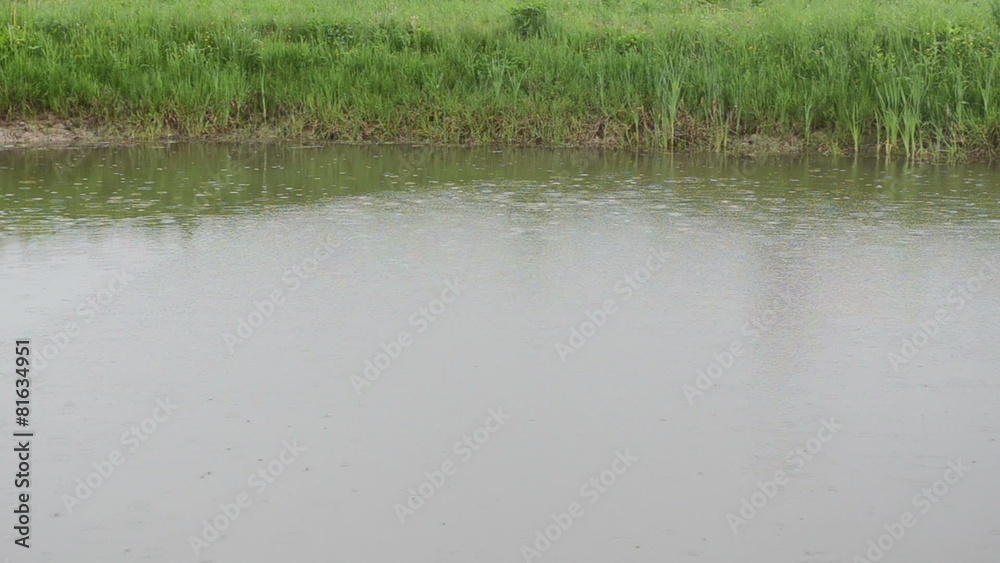 Intensive rain water drops falling on lake pond water and shore Intensive rain water drops falling on lake pond water and shore