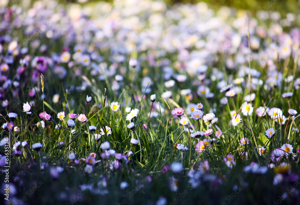 Fototapeta premium Bouquet of wildflowers.