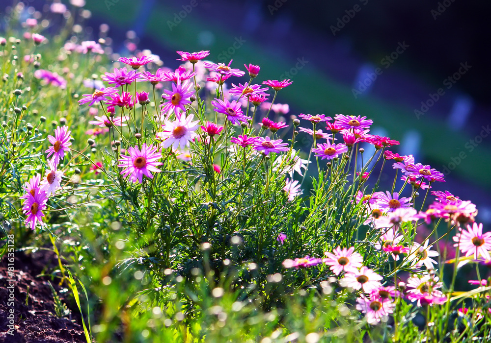 Obraz premium Purple wildflowers
