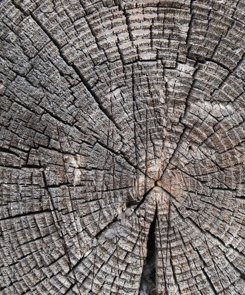 Fototapeta premium Surface of tree stump