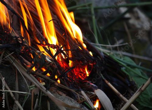 Burning fire in the grass