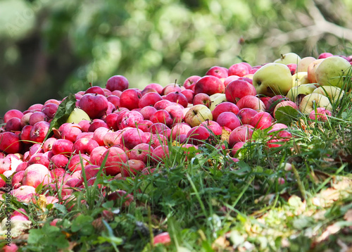 Fresh apples on the green grasss photo