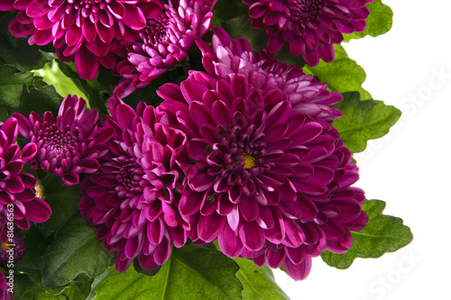 Bouquet of Chrysanthemums Isolated