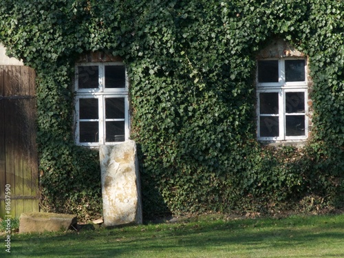 Begrünte Fassade mit alten weißen Sprossenfenstern bei Sonnenschein am Bartholdskrug in Lipperreihe bei Oerlinghausen und Bielefeld am Hermannsweg im Teutoburger Wald in Ostwestfalen-Lippe photo