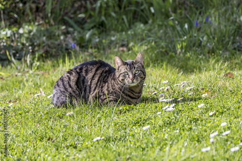 tiger cat relaxes at the green grass in the sun