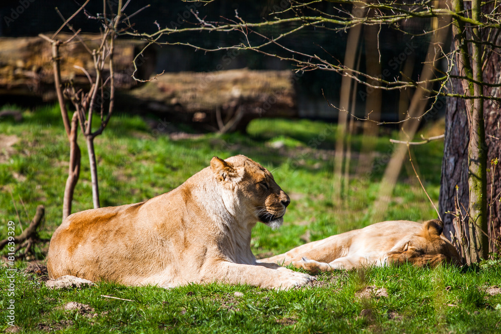 Fototapeta premium Löwenrudel