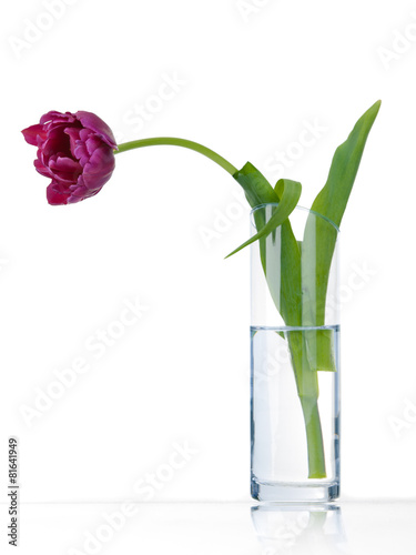 Lonely sad purple tulip in vase