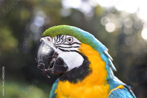 Blue and Gold Macaw Face