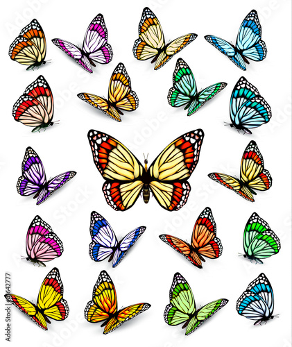 Set of different colorful butterflies. Vector.
