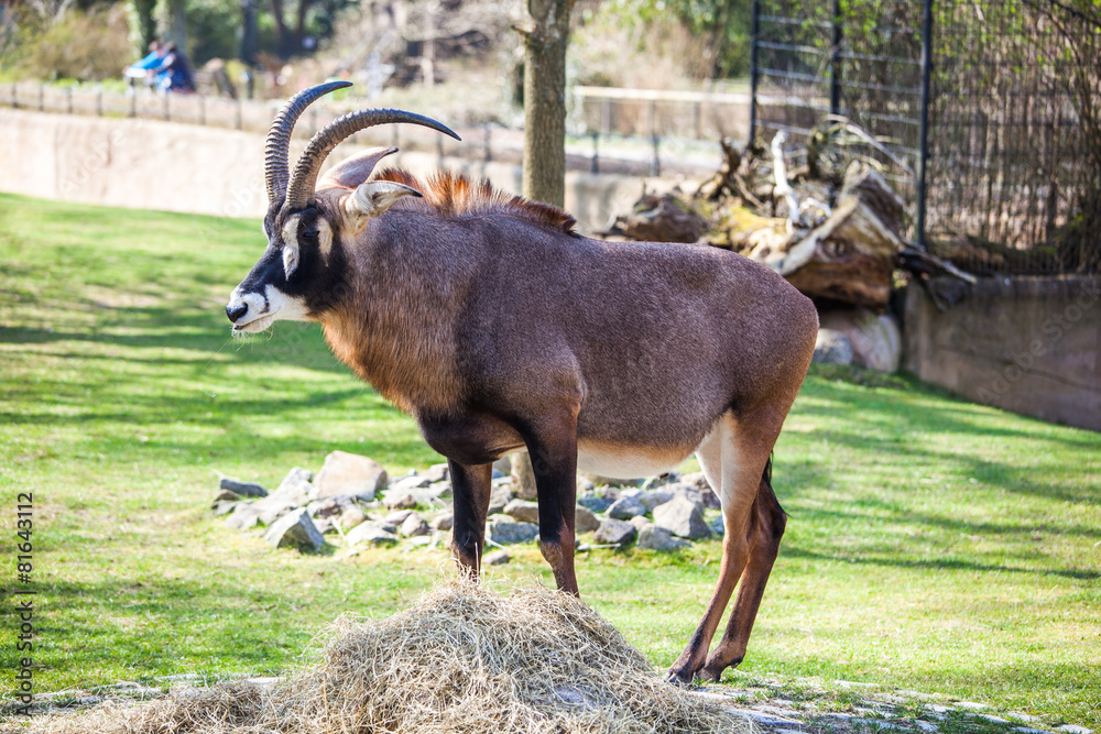 Obraz premium Antilope