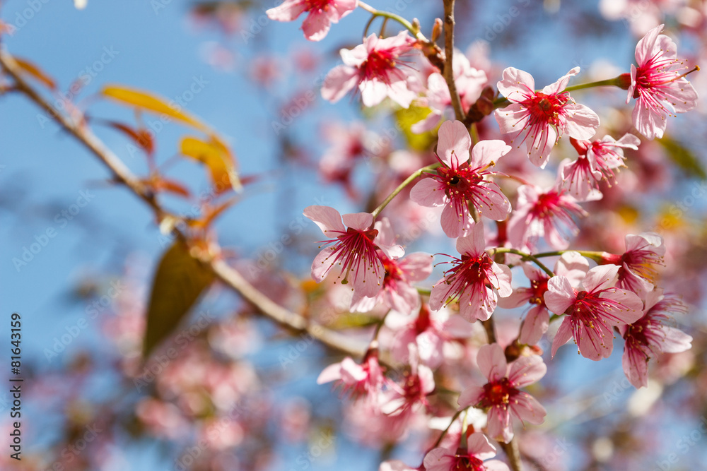 blooming pink flower of Wild Himalayan Cherry blooming pink flower of Wild Himalayan Cherry