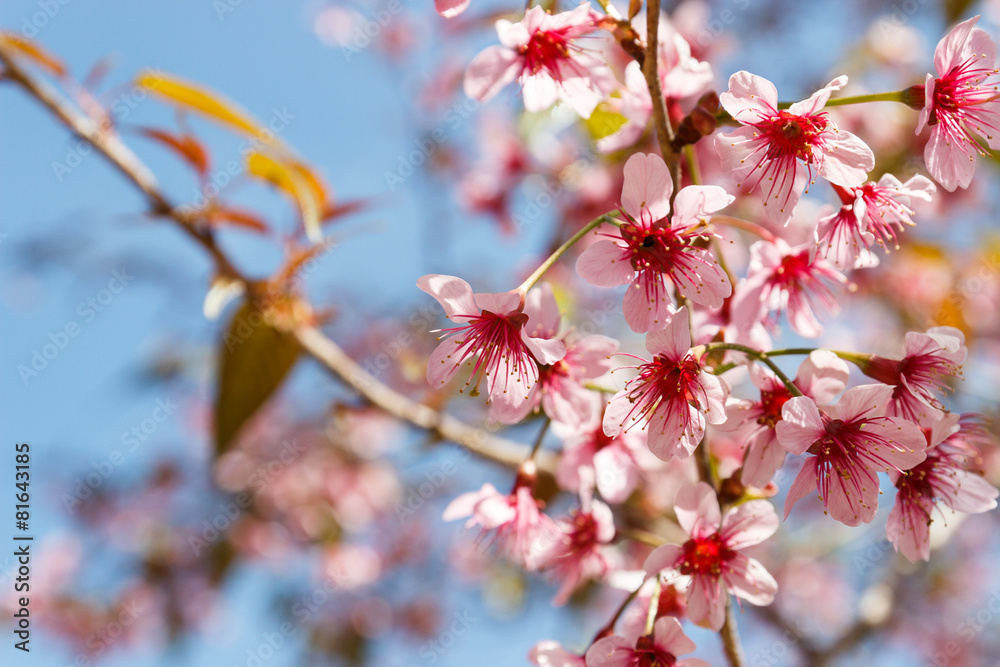blooming pink flower of Wild Himalayan Cherry blooming pink flower of Wild Himalayan Cherry
