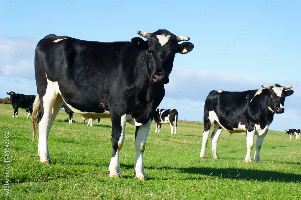 Friesan Cows in paddock