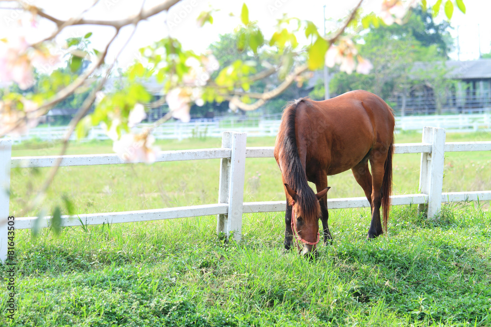 Naklejka premium horse standing in the park