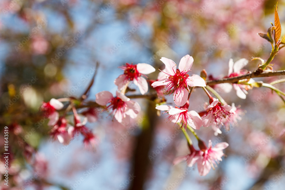 blooming pink flower of Wild Himalayan Cherry blooming pink flower of Wild Himalayan Cherry