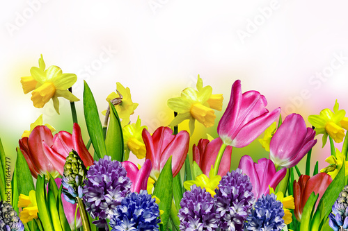 pink and yellow tulips.narcissus