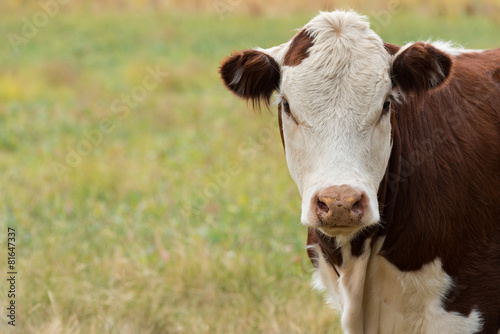 Tableau sur toile Cow Head