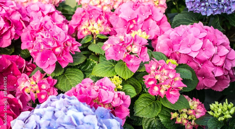 big pink and cyan hortensia in greenhouse big pink and cyan hortensia in greenhouse