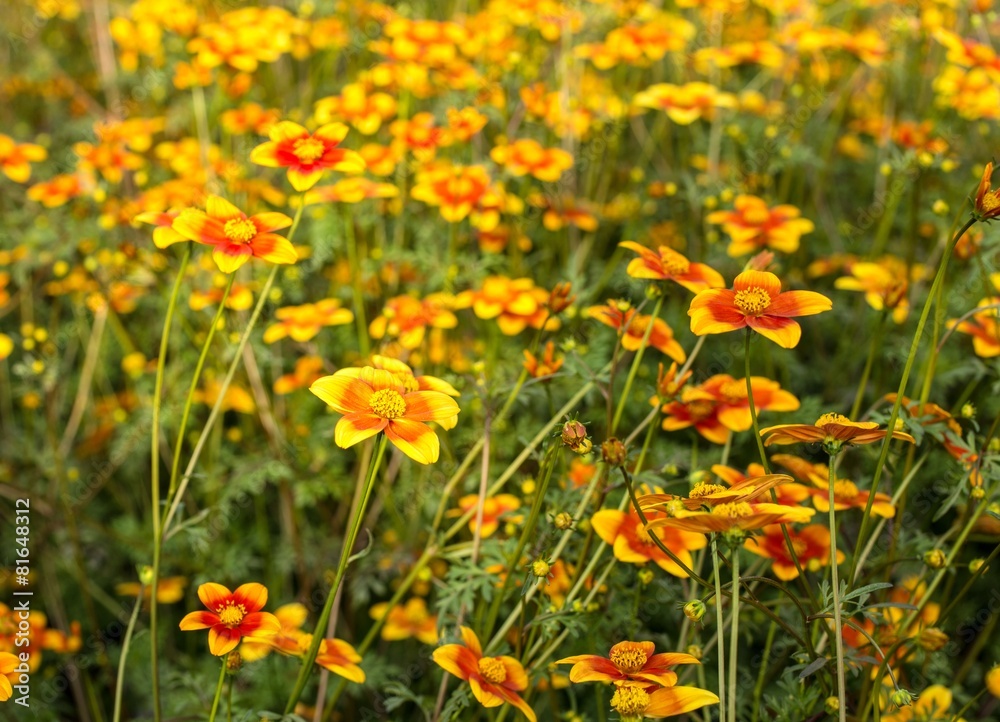 field of flowers called Bidens Ricadente in spring field of flowers called Bidens Ricadente in spring