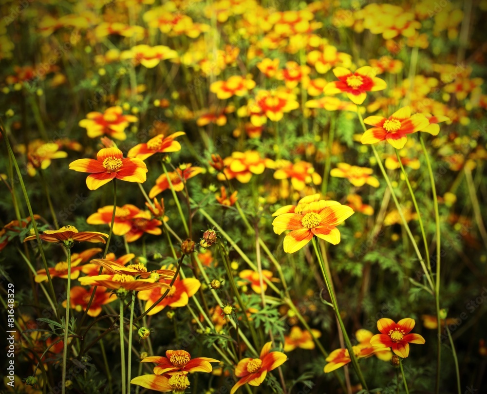great field of flowers called Bidens in spring great field of flowers called Bidens in spring