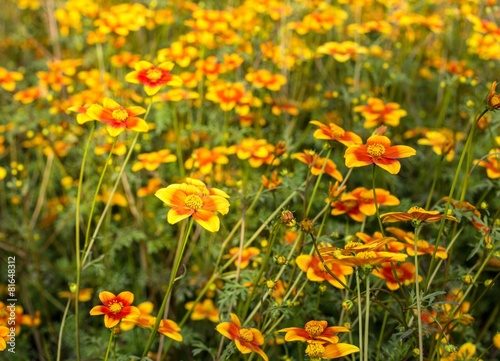 field of flowers called Bidens Ricadente in spring © ChiccoDodiFC